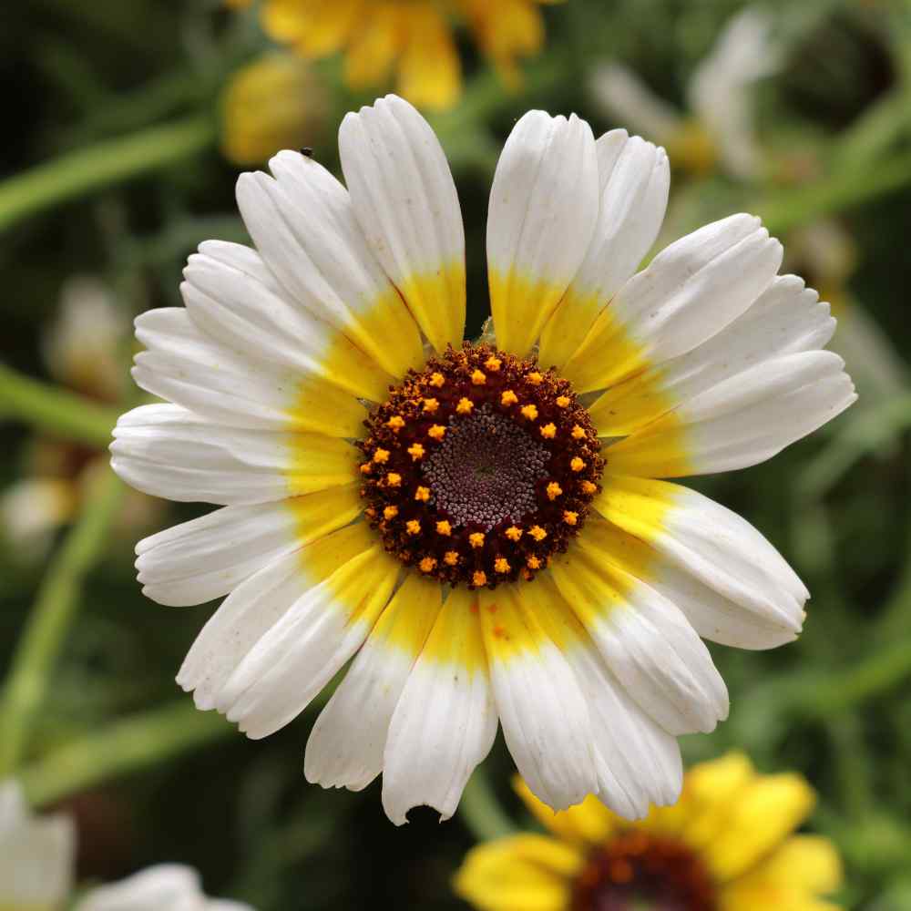 Chrysanthemum Polar Star Hardy Perennial Flower Seeds