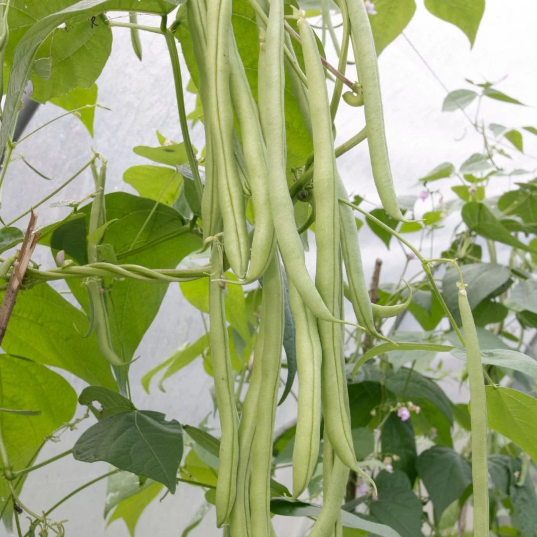 Pole Bean Vegetable Seeds for Planting