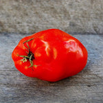 Polierpaste Tomato Solanum lycopersicum vegetable seeds for home garden and vertical gardening - Dharaseeds