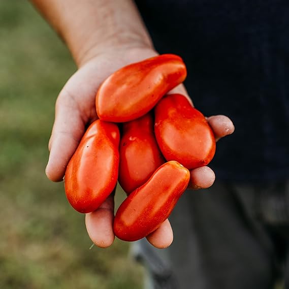 Polierpaste Tomato Solanum lycopersicum vegetable seeds for home garden and vertical gardening - Dharaseeds