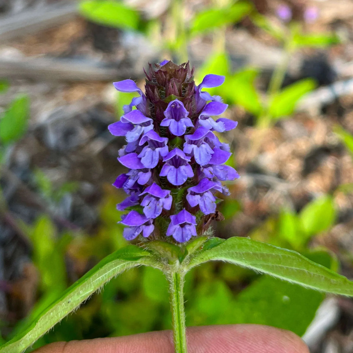 Pollinator plant seeds for natural garden landscape