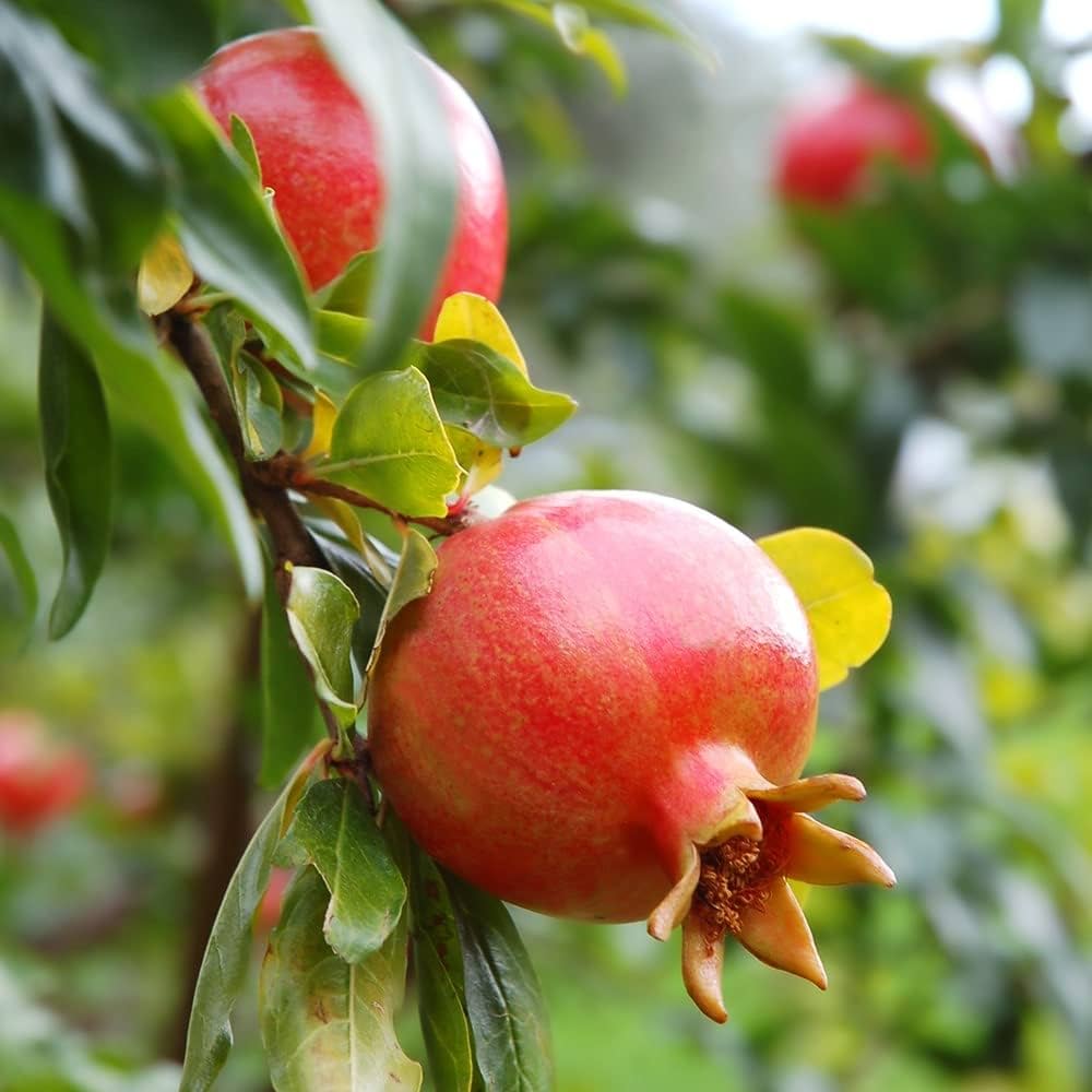Pomegranate Punica Granatum seeds for planting backyard orchards