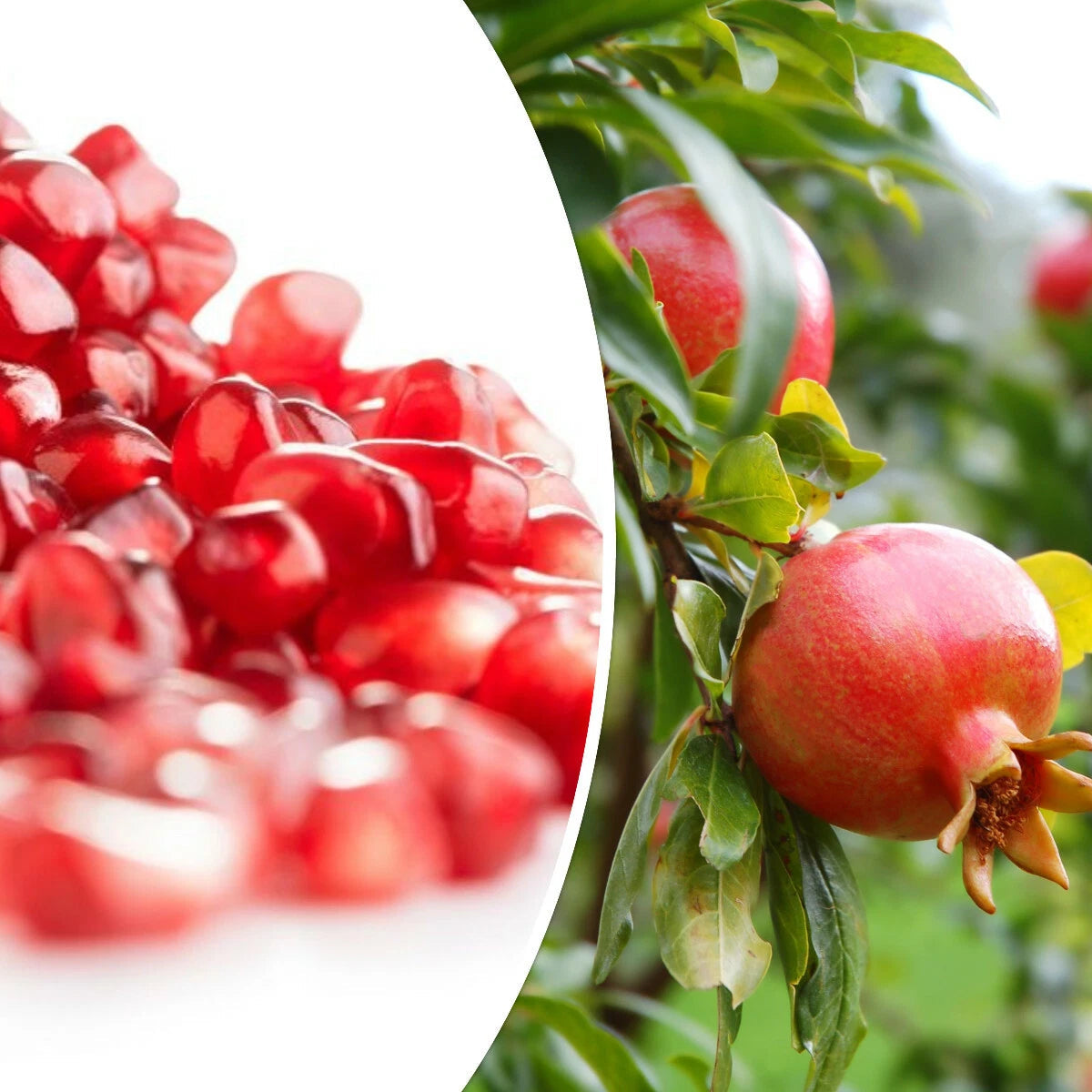 pomegranate seeds for home garden planting warm climate usa