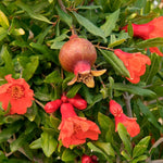 Pomegranate seeds for orchard planting