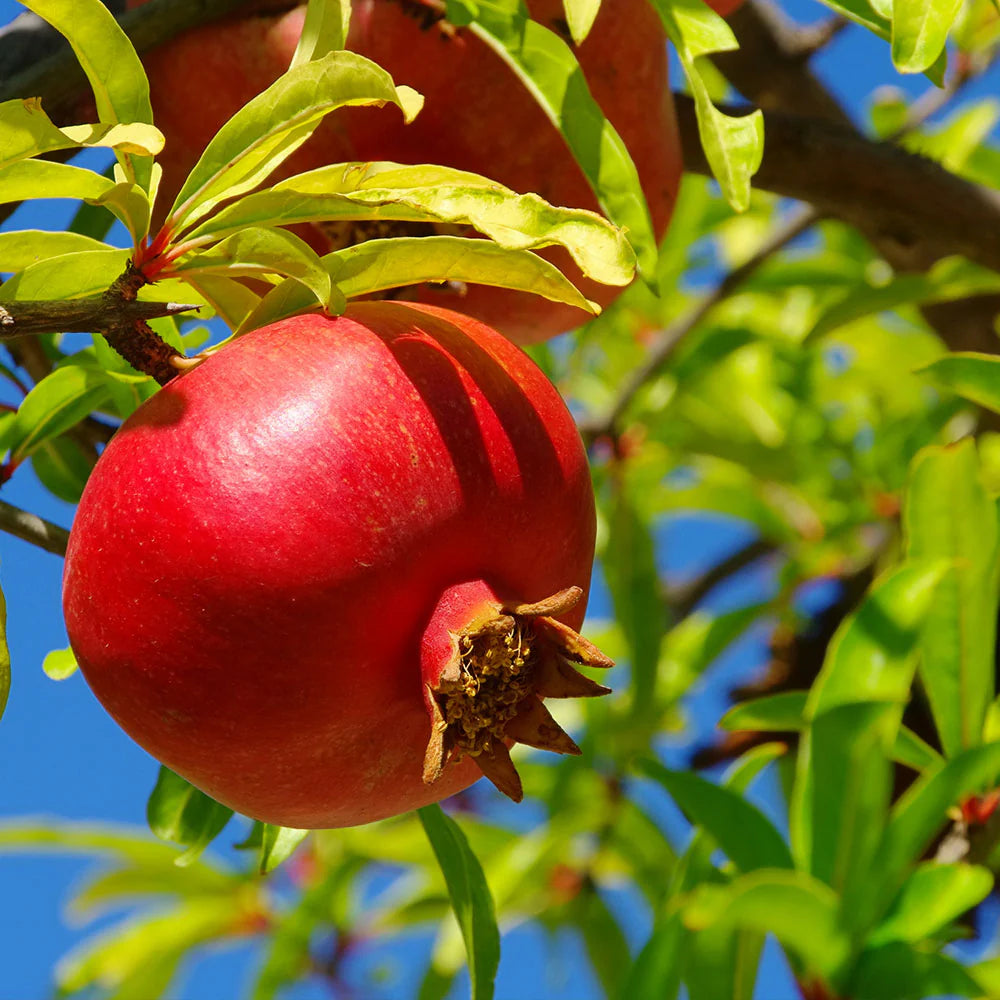 pomegranate seeds planting guide for full sun conditions