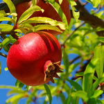 pomegranate seeds planting guide for full sun conditions