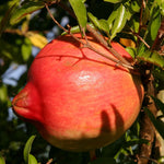 pomegranate seeds for perennial shrub growing in sunny areas