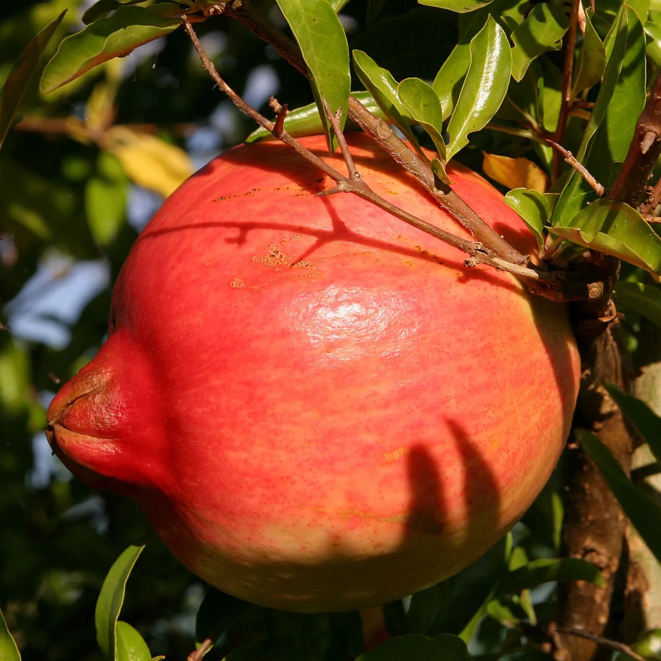 pomegranate seeds for perennial shrub growing in sunny areas