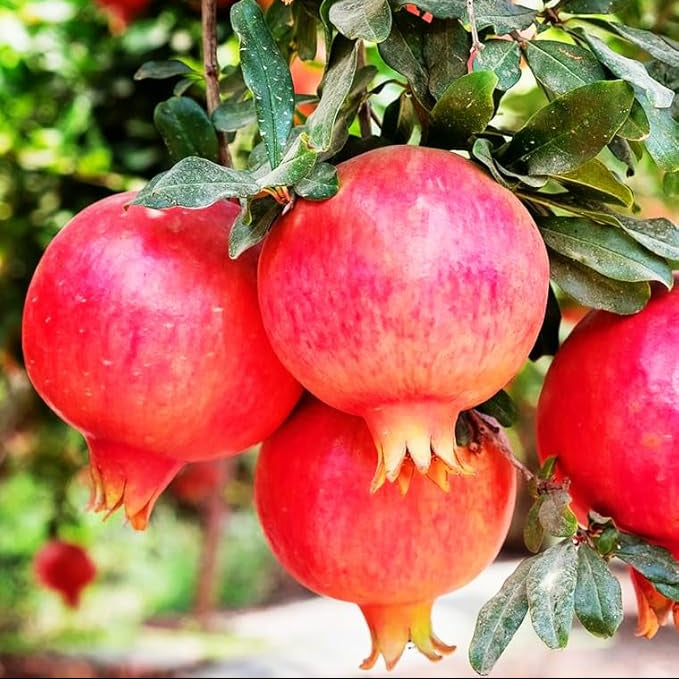 Pomegranate seeds Punica granatum edible tree variety