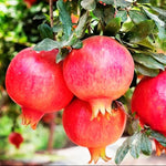 Pomegranate seeds Punica granatum edible tree variety