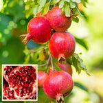 Pomegranate tree growing seeds for home garden landscaping