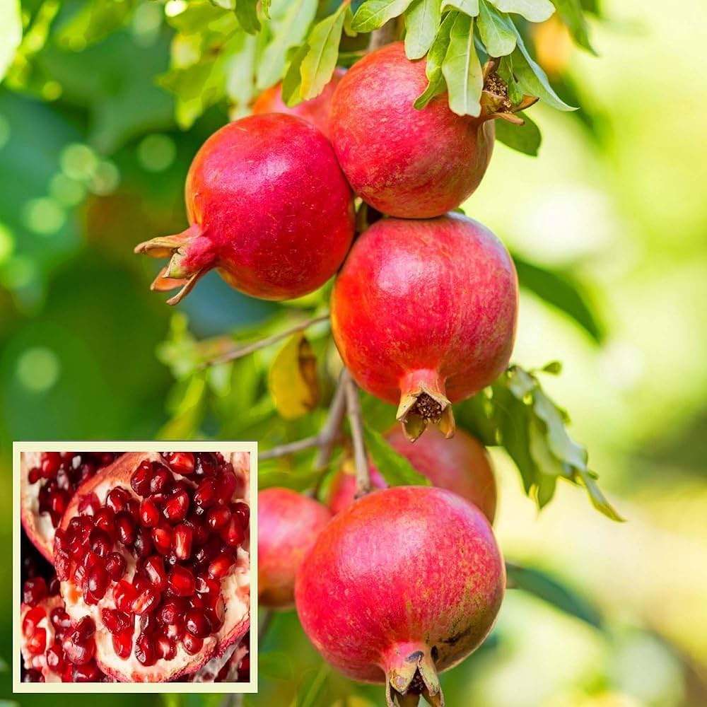 Pomegranate tree growing seeds for home garden landscaping