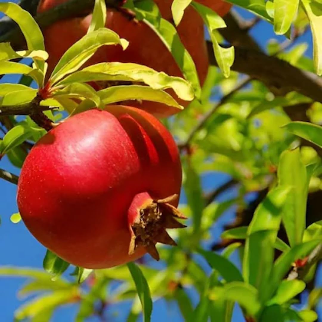 Pomegranate tree seeds Punica granatum for planting