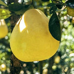 Citrus pomelo seeds for home gardening