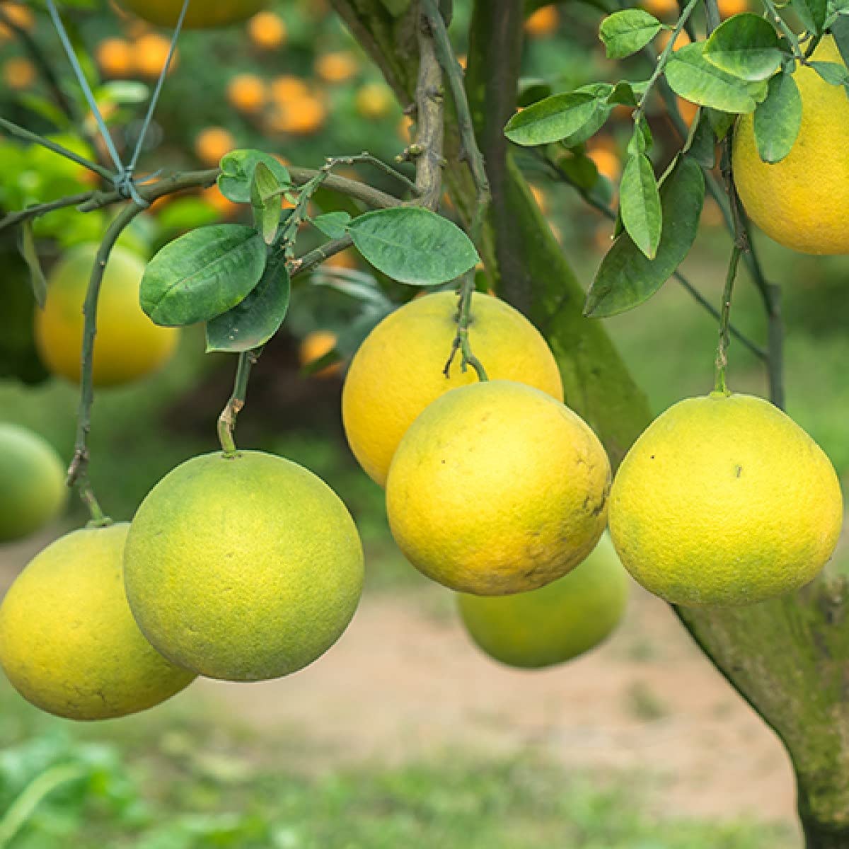 Pomelo seeds for planting lemon yellow orange citrus variety