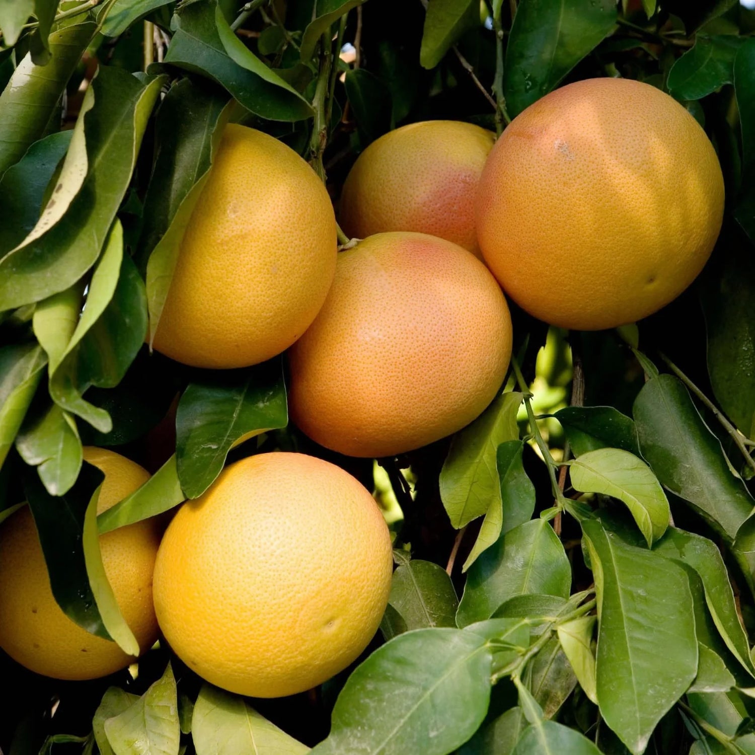 Citrus maxima pomelo seeds for planting home garden