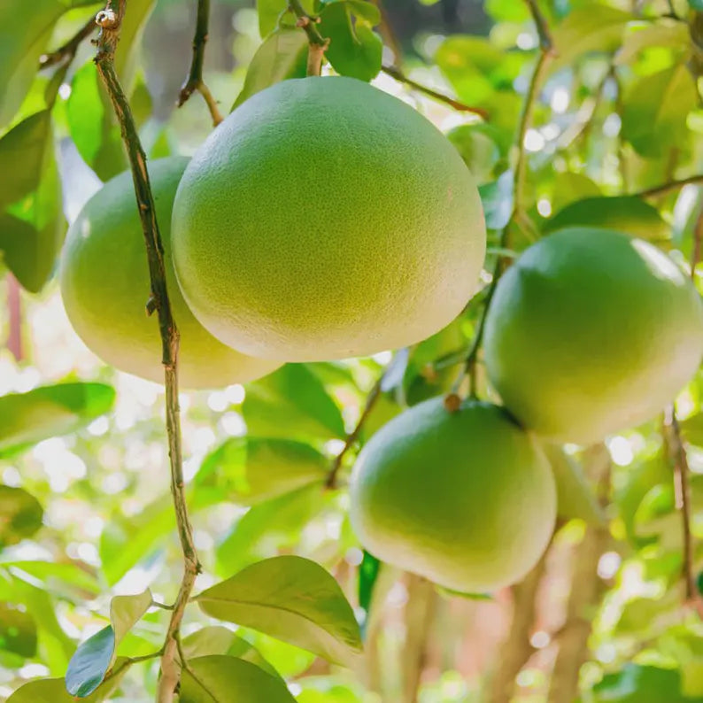 Pomelo tree growing from citrus maxima seeds