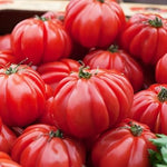 Pomodoro Seeds for Vegetable Planting, 100 Pcs pcs - Dharaseeds