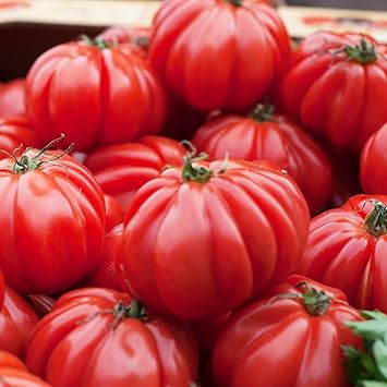 Pomodoro Seeds for Vegetable Planting, 100 Pcs pcs - Dharaseeds