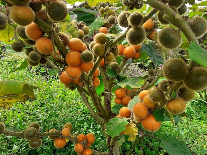 Poncirus trifoliata seeds for rootstock cultivation