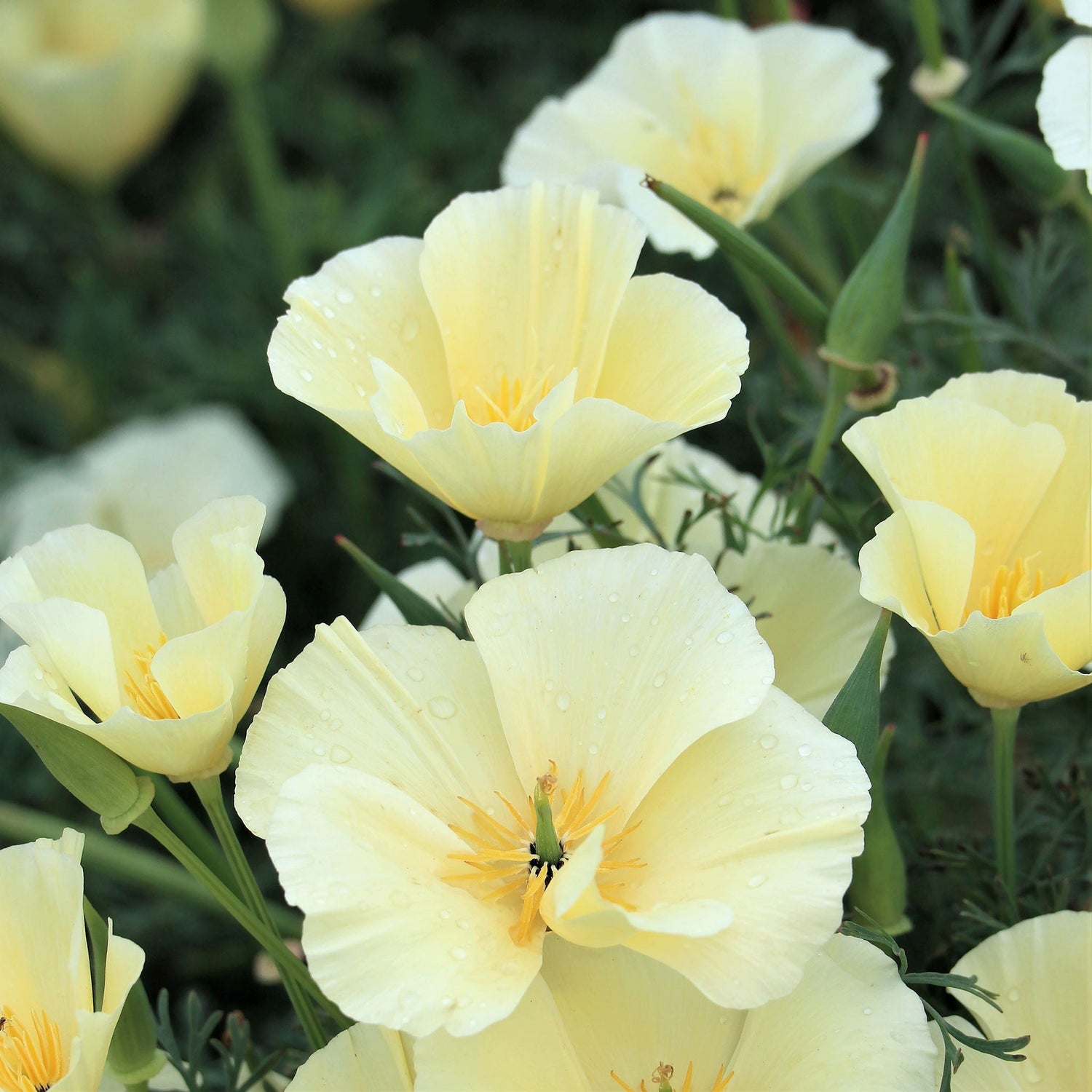 California Poppy Seeds - Alba