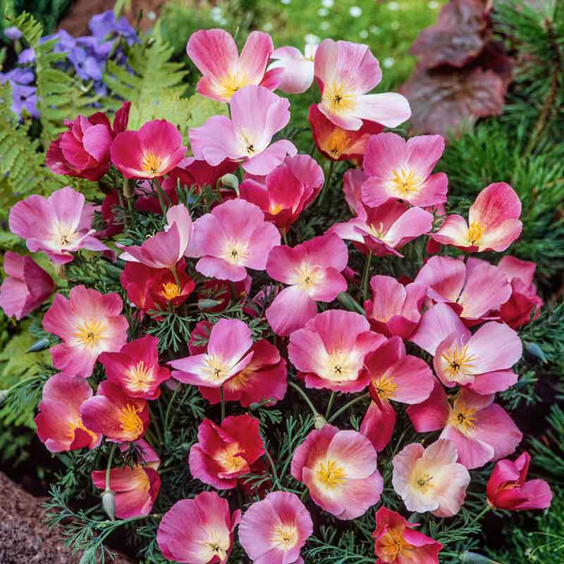 flowers high quality flower seeds for growing vibrant and colorful blooms in home gardens and landscapes organic flowers premium organic flower seeds for sustainable gardening and beautiful blossoms suitable for all climates