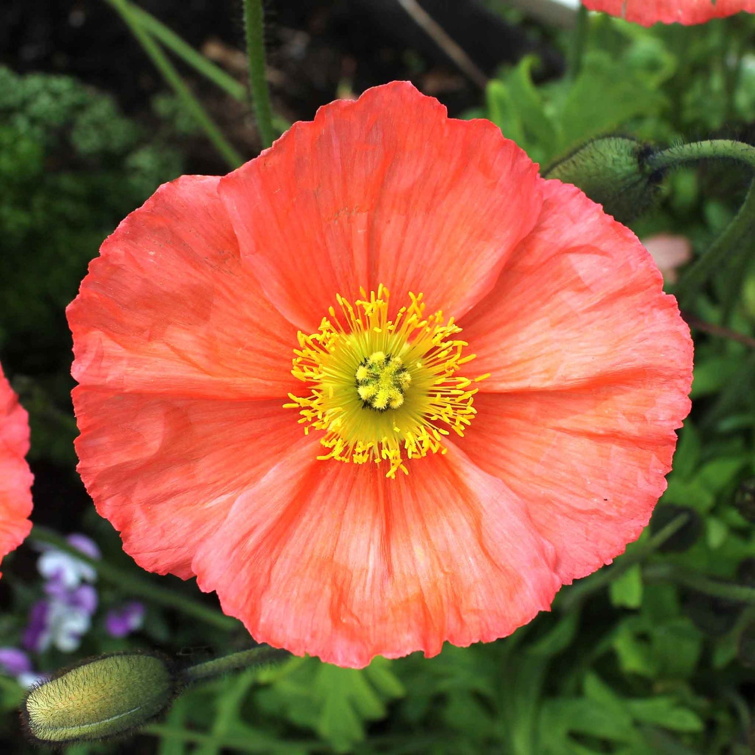 Iceland Poppy Seeds - Champagne Bubbles Pink