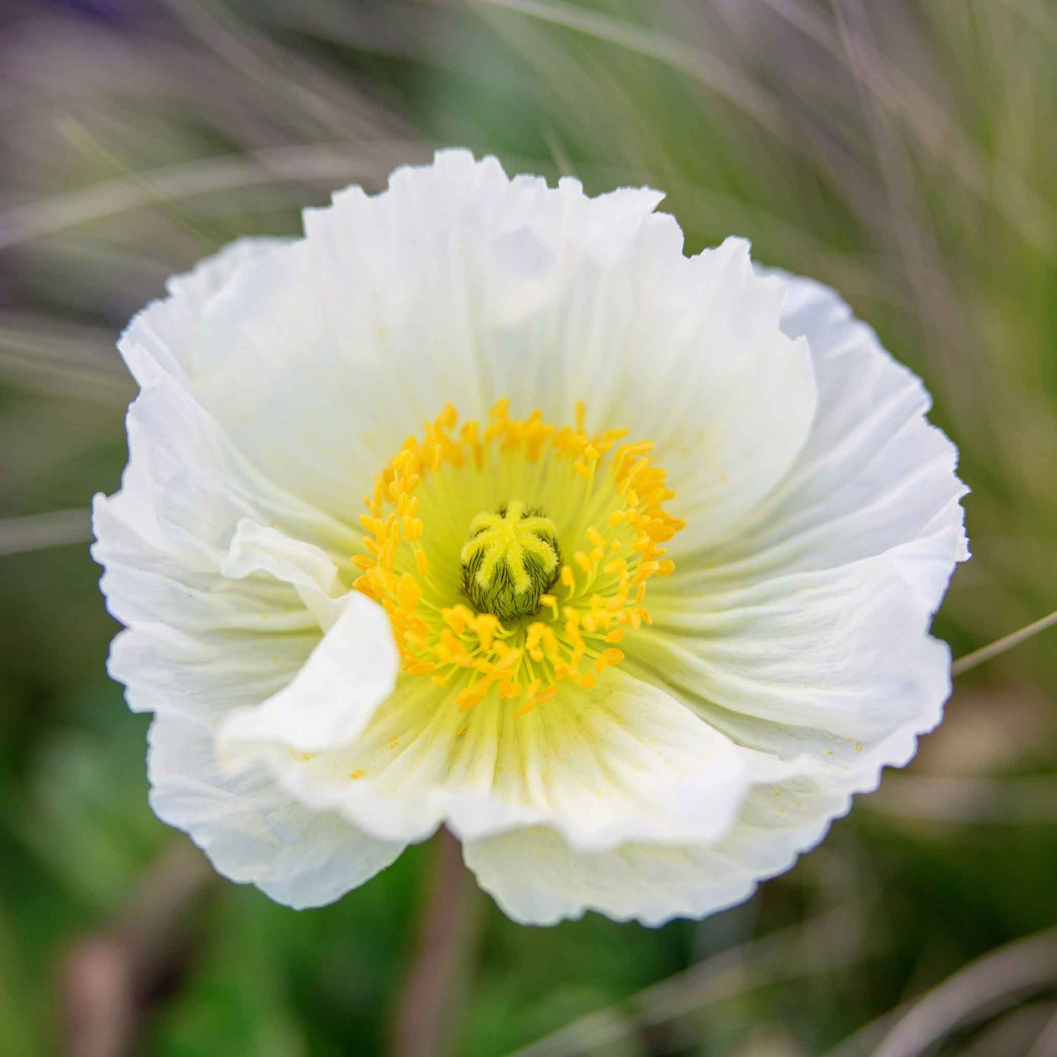 Iceland Poppy Seeds - Champagne Bubbles White