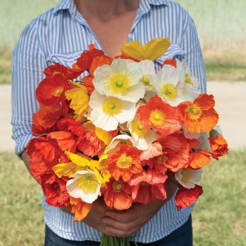 Poppy Champagne Bubbles Imported heirloom non-gmo garden seeds