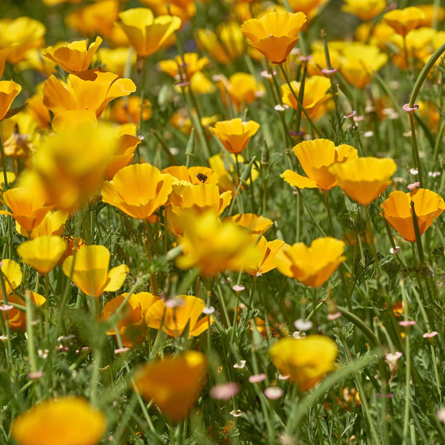 California Poppy Seeds - Chrome Queen