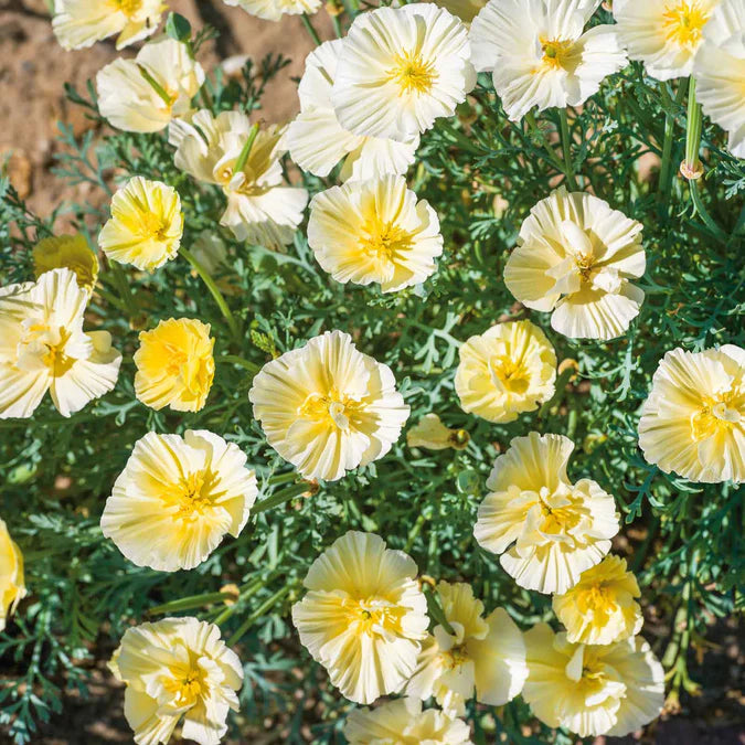 California Poppy Seeds - Cream Swirl