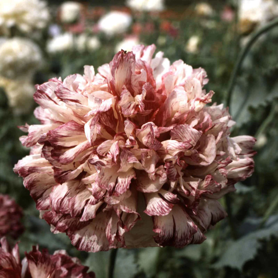 Poppy Peony Seeds - Flemish Antique