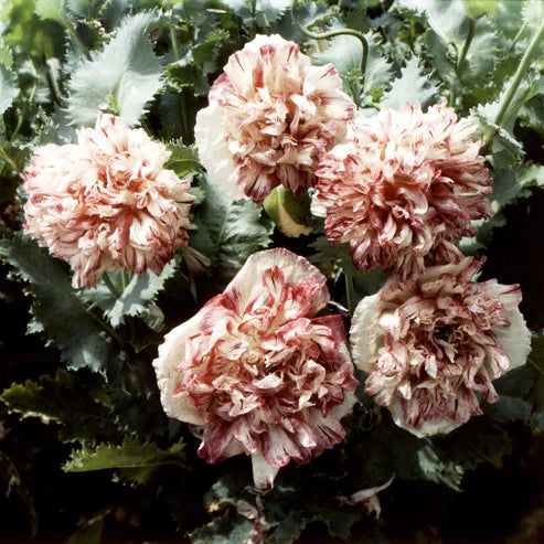 Poppy Peony Seeds - Flemish Antique