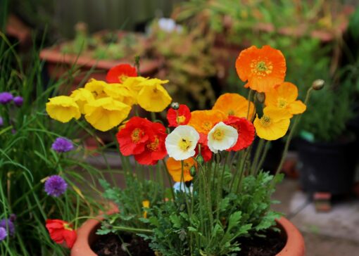 Poppy Garden Gnome Imported heirloom non-gmo garden seeds