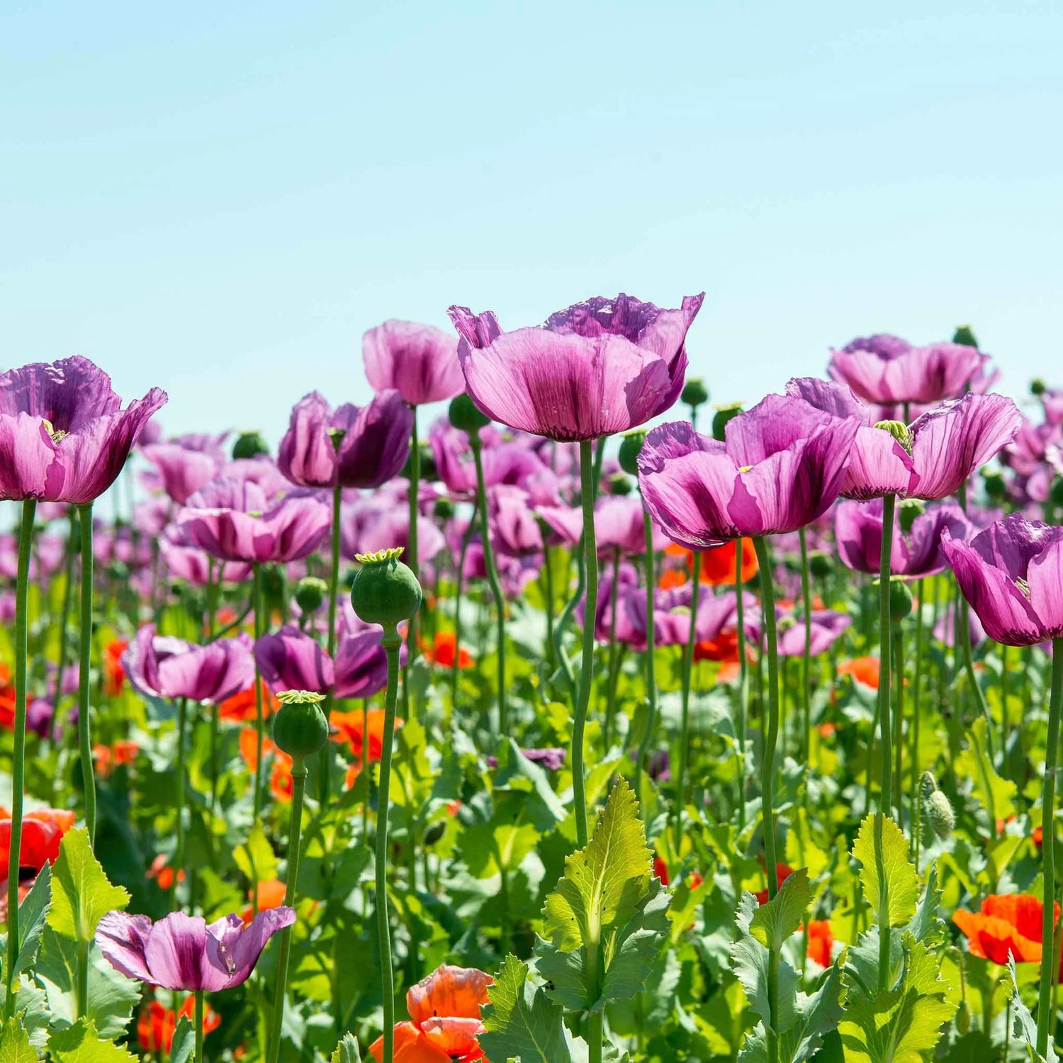 Poppy Seeds - Hungarian Breadseed