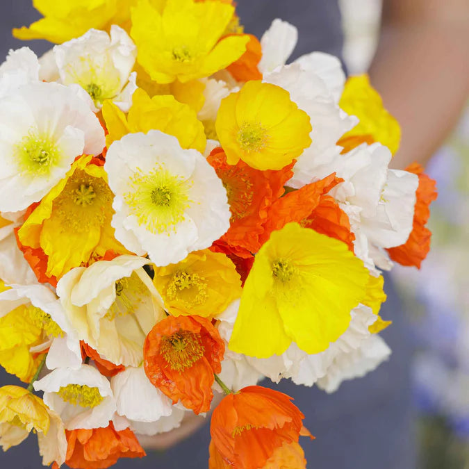 Iceland Poppy Seeds - Mixed Colors