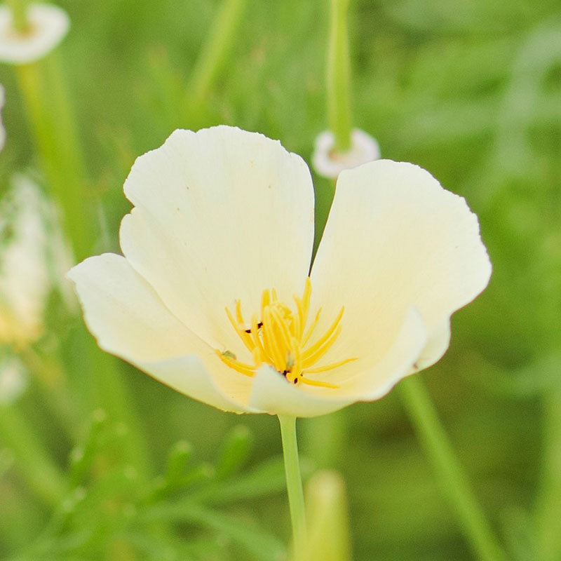 California Poppy Seeds - Ivory Castle