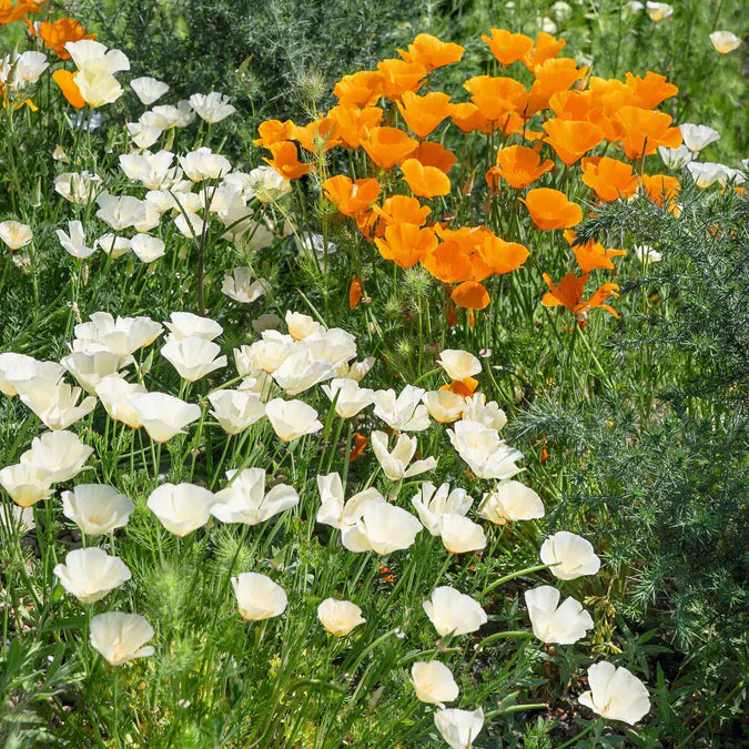 California Poppy Seeds - Ivory Castle