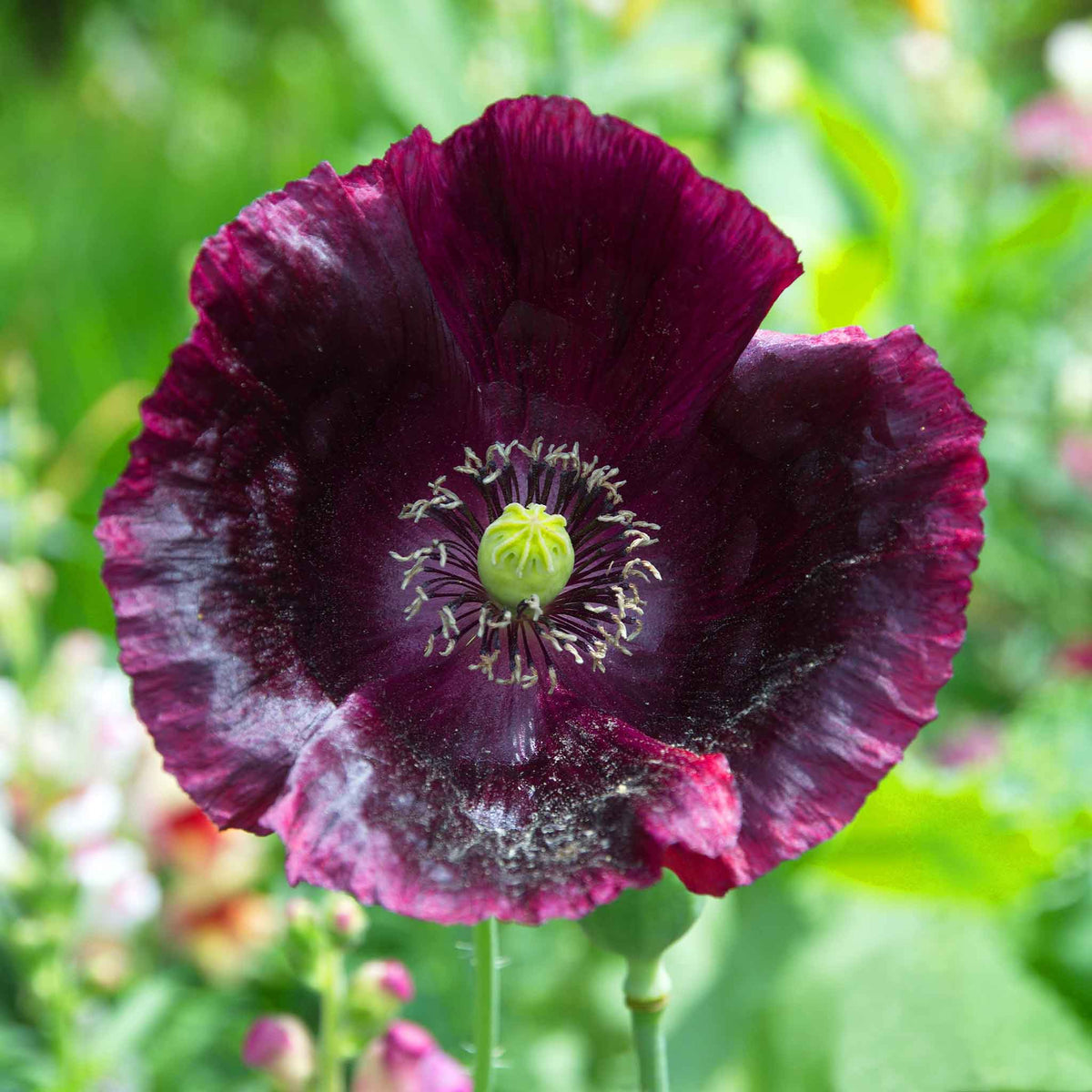 Lauren s Grape Papavaer Somniferum Poppy Seeds Ship – Heirloom, Non-GMO, High Germination Organic Garden Seeds