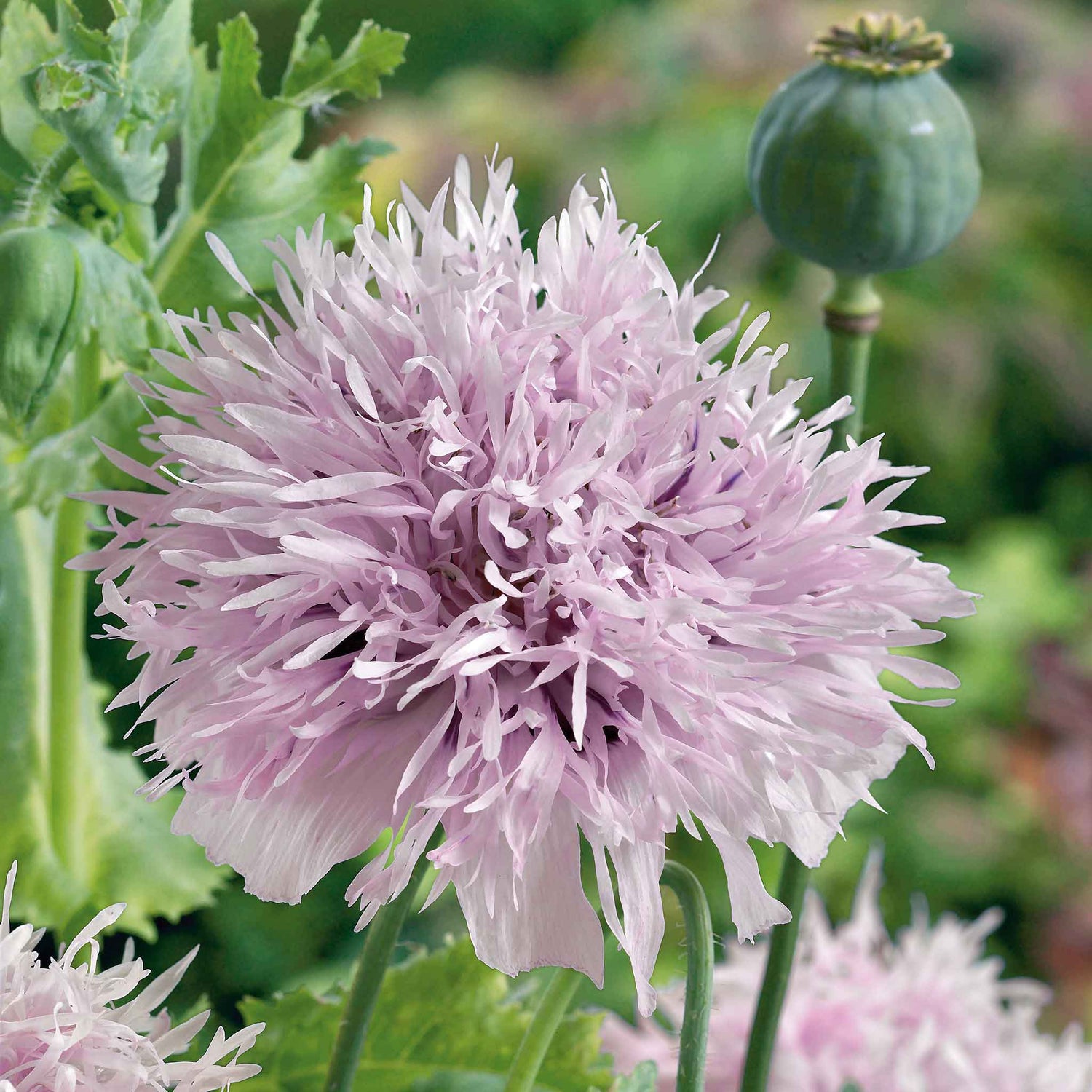 Poppy Seeds - Lilac Pompon