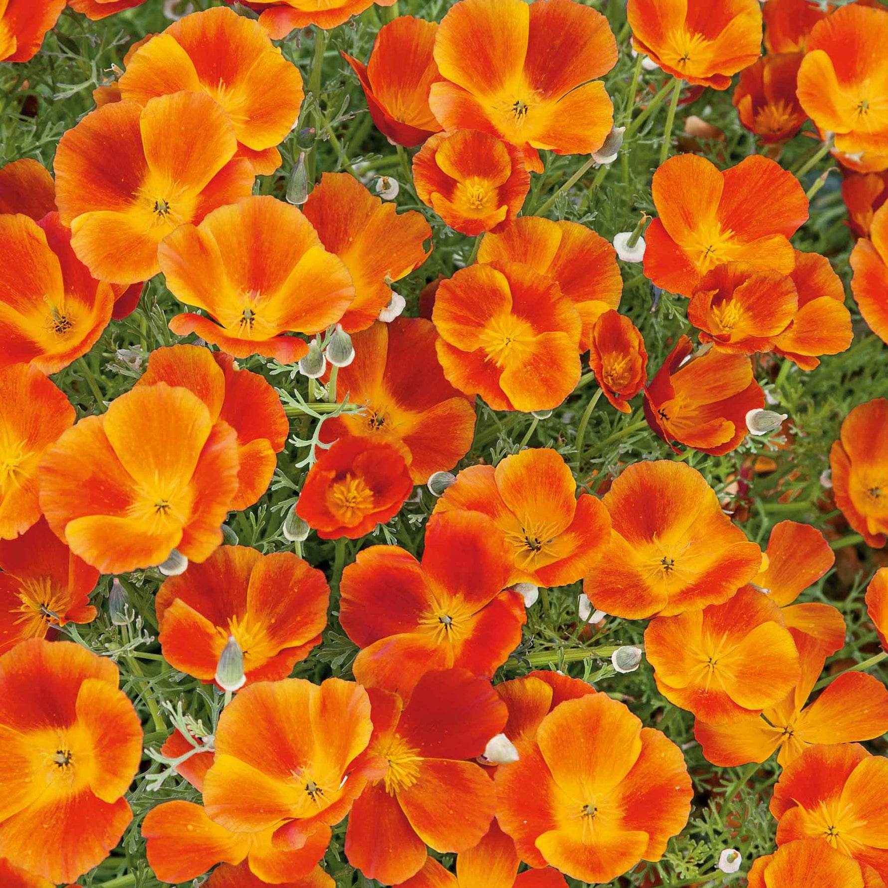 flowers high quality flower seeds for growing vibrant and colorful blooms in home gardens and landscapes organic flowers premium organic flower seeds for sustainable gardening and beautiful blossoms suitable for all climates