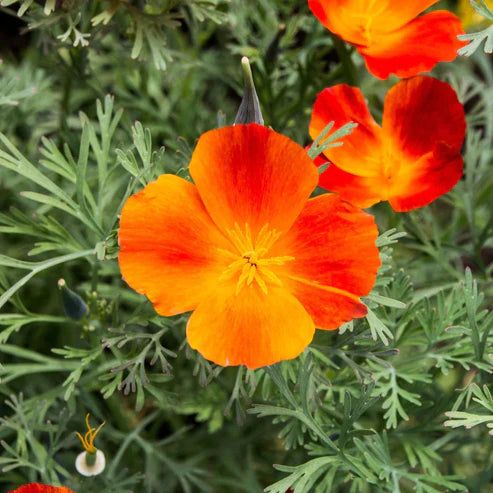 California Poppy Seeds - Mikado