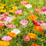 flowers high quality flower seeds for growing vibrant and colorful blooms in home gardens and landscapes organic flowers premium organic flower seeds for sustainable gardening and beautiful blossoms suitable for all climates