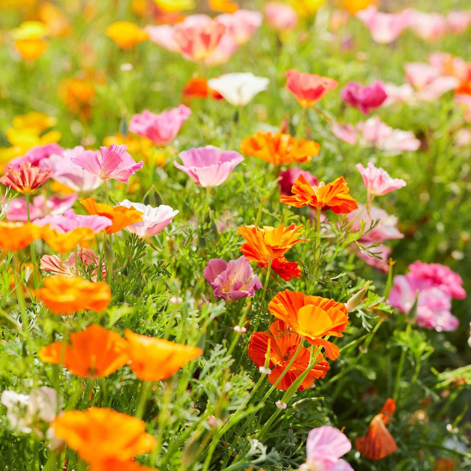 California Poppy Seeds - Mission Bells Mix