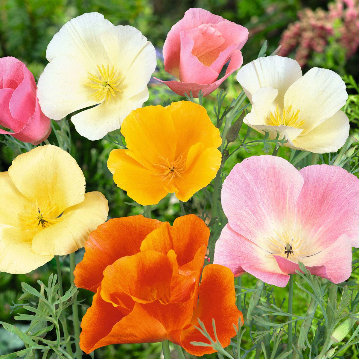 flowers high quality flower seeds for growing vibrant and colorful blooms in home gardens and landscapes organic flowers premium organic flower seeds for sustainable gardening and beautiful blossoms suitable for all climates