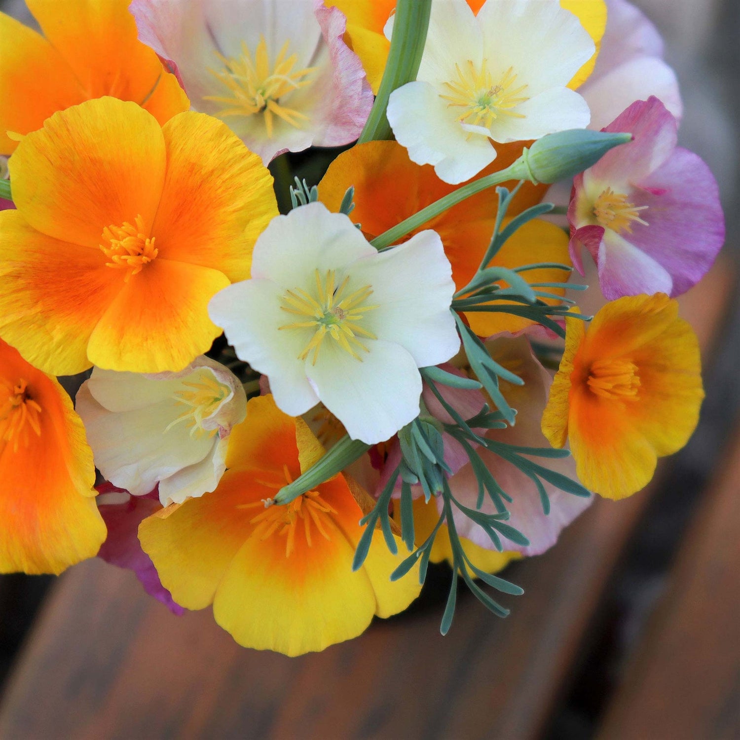 California Poppy Seeds - Mixed Colors