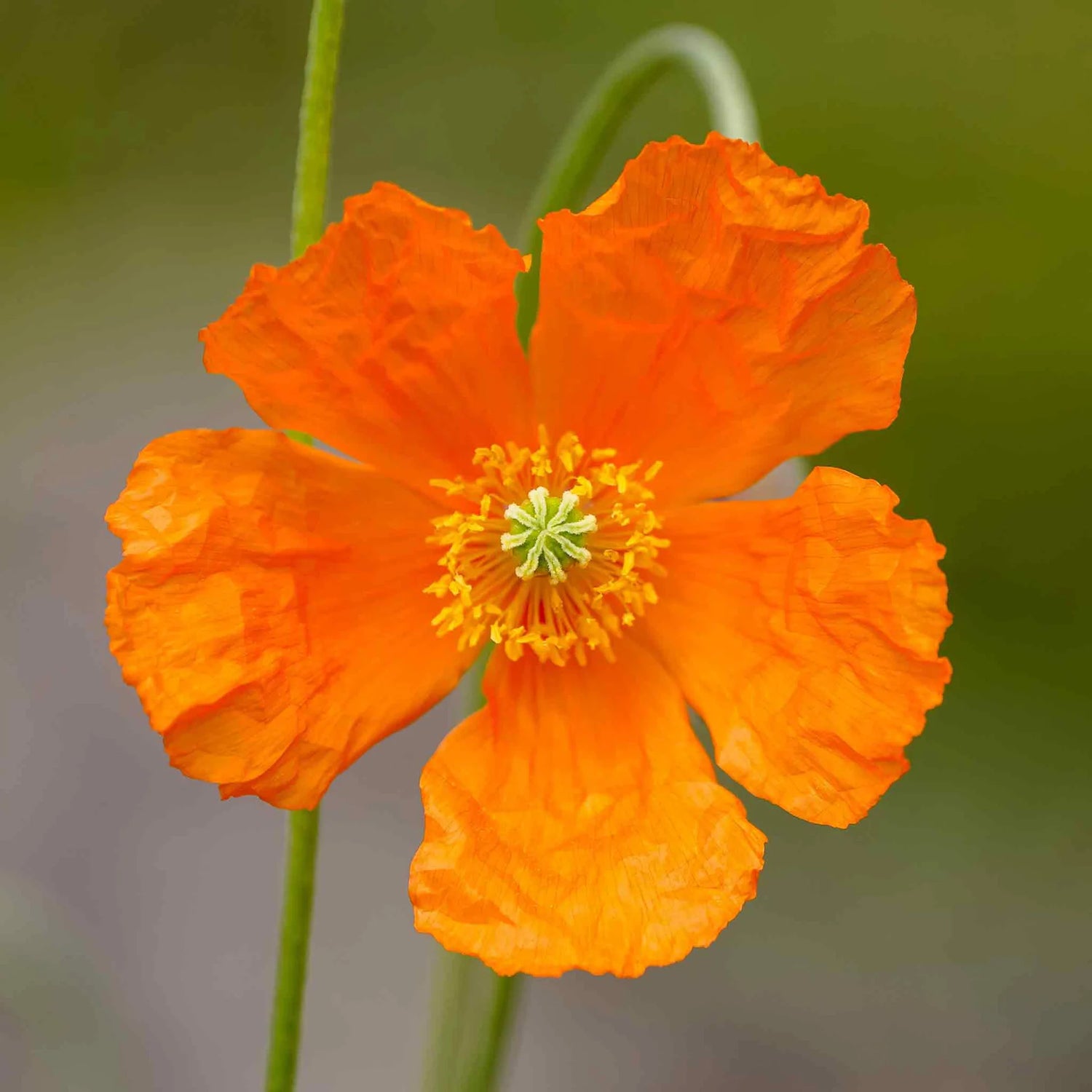 Poppy Seeds - Moroccan Orange