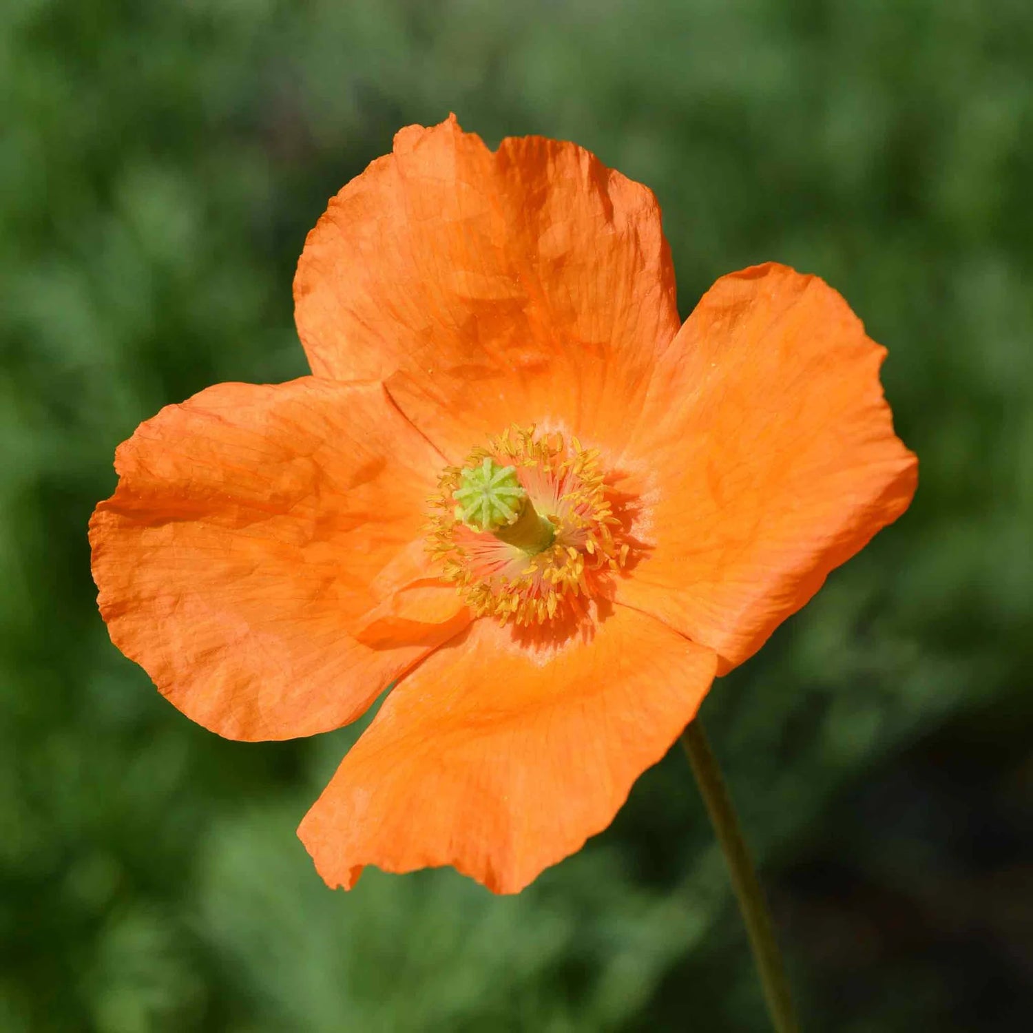 Poppy Seeds - Moroccan Orange