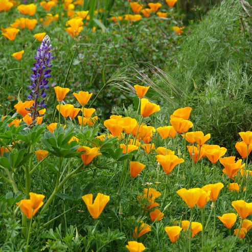 California Poppy Seeds - Orange