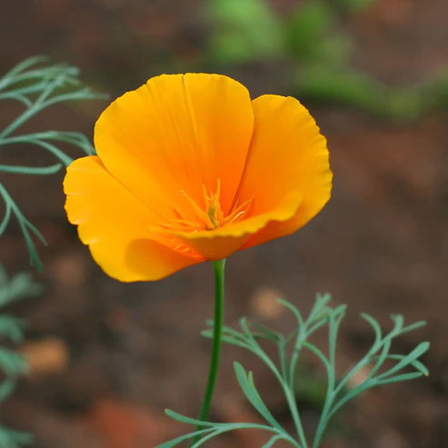 California Poppy Seeds - Orange